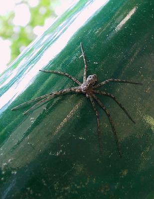 u48/cbowker/medium/31010405.spider1.jpg