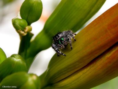 Phidippus clarus (Thanks, Peggy)