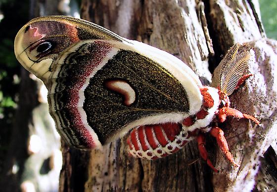 Cecropia Moth - Hyalophora cecropia (Minnesota Zoo 2003)