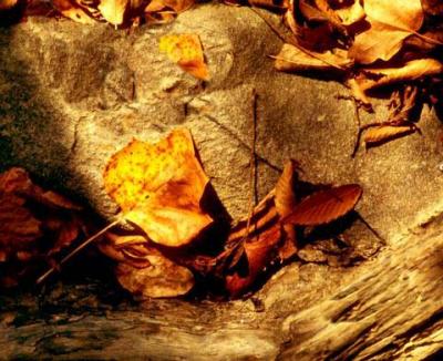 Fallen Leaves