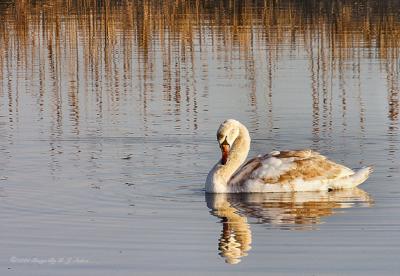 u48/cdrebel/medium/37347760.DR21209040085Swan.jpg