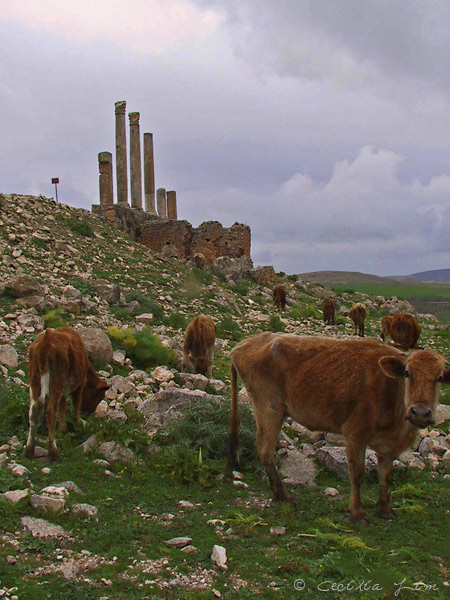 Temple Of Saturn, Dougga