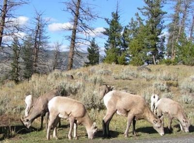 Bighorn sheep