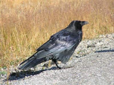Raven