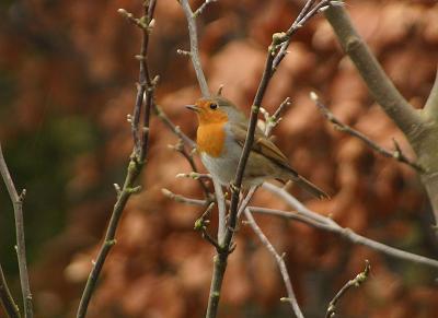 European Robin