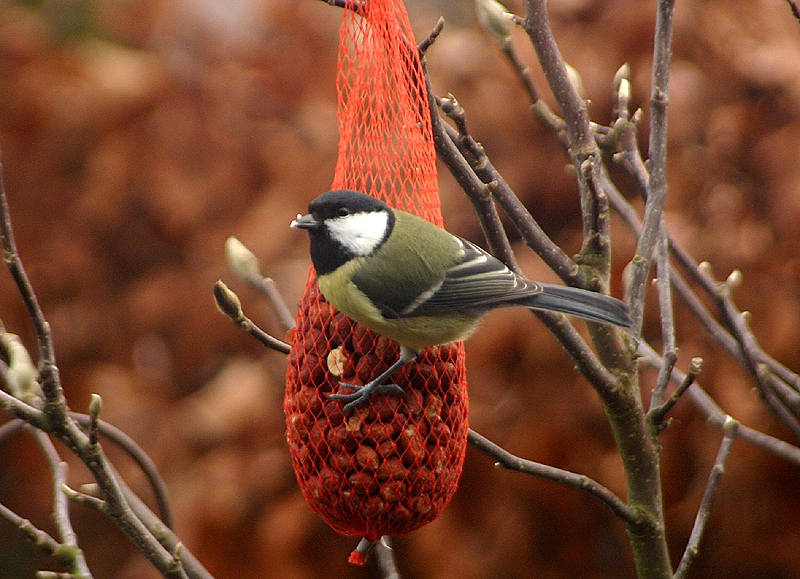 Great Tit
