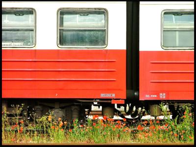 Train Flowers