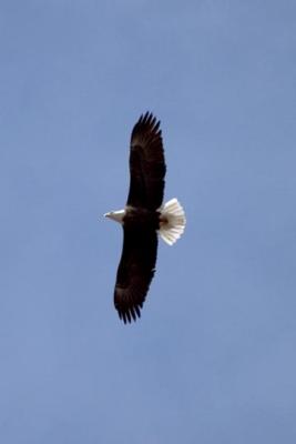 Eagles in BethoudCRW_4293.jpg