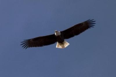 Eagles in BethoudCRW_4292.jpg