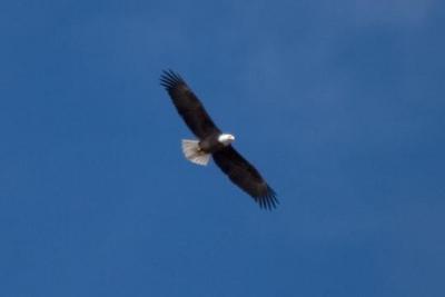 Eagles in BethoudCRW_4317.jpg