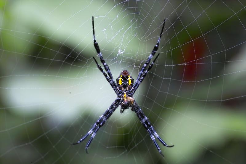 Native Spider