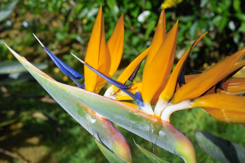 Love Birds of Paradise