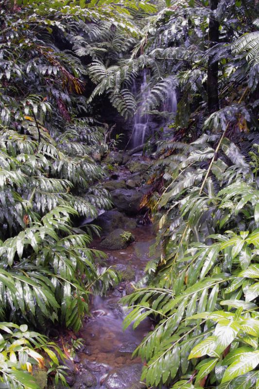 Stream at Akaka Fall