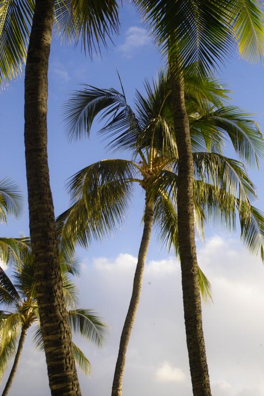More Palms