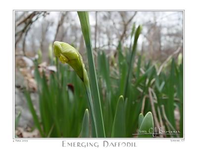 04Apr05 Emerging Daffodil