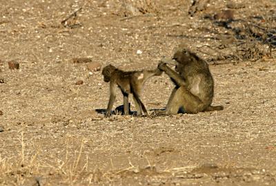 baboon grooming (Mashatu)