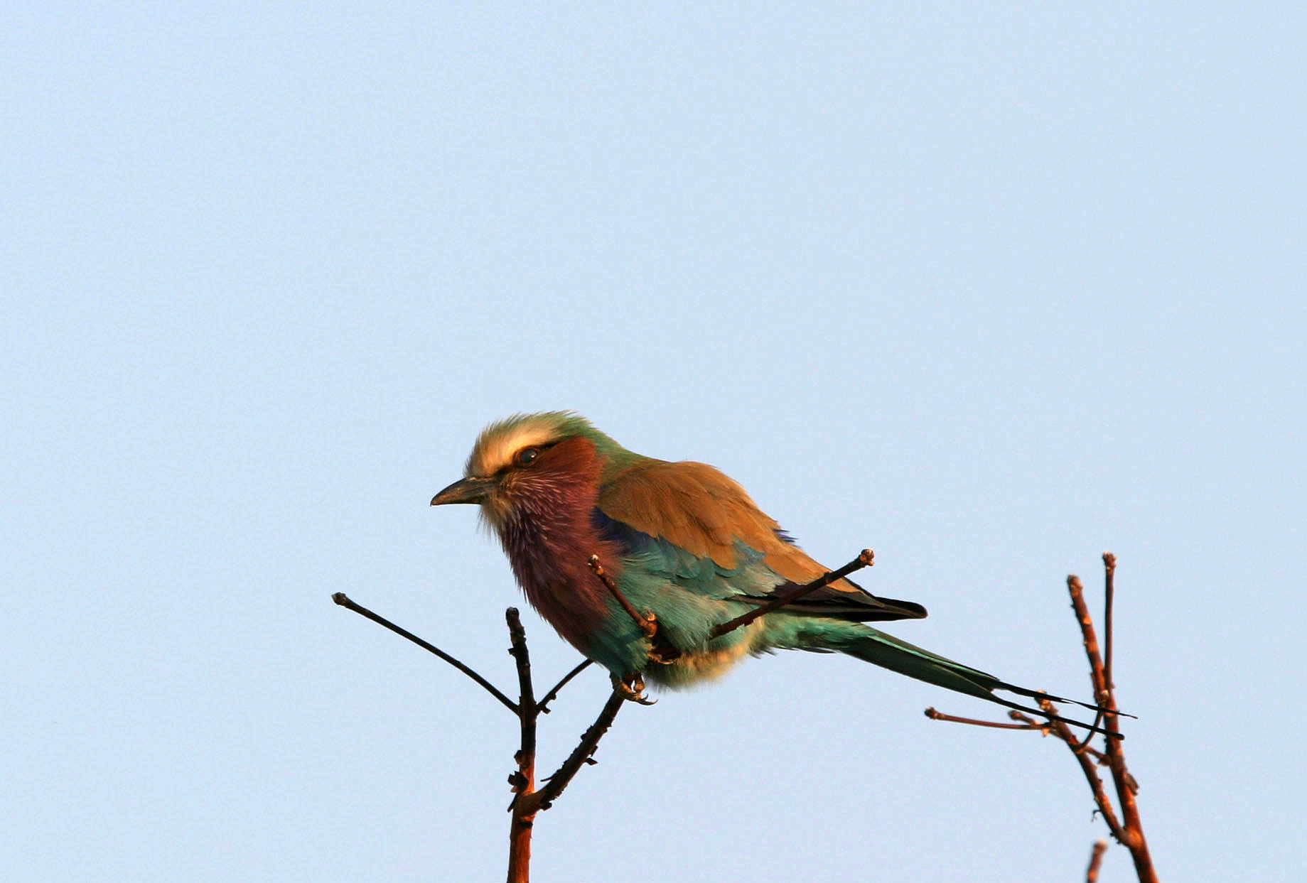 lilac breasted roller