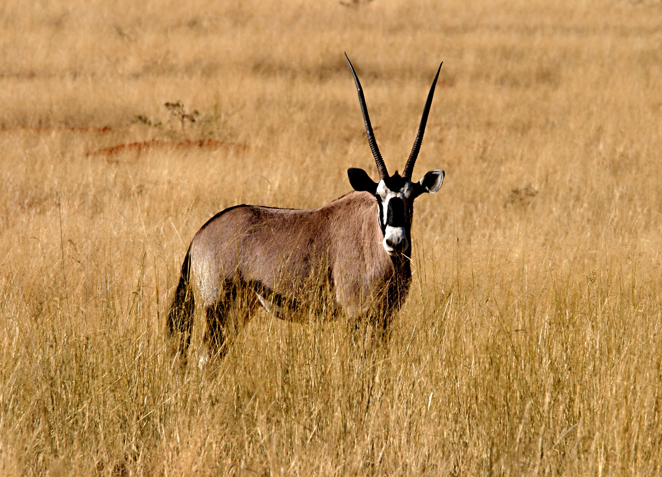 oryx