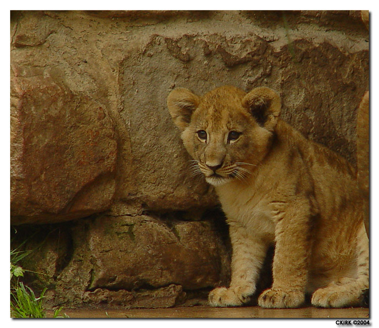 Fort Worth Zoo Lion-Cub.jpg