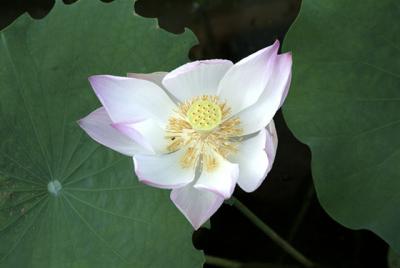 Cambodia-Seam Reap - Lotus