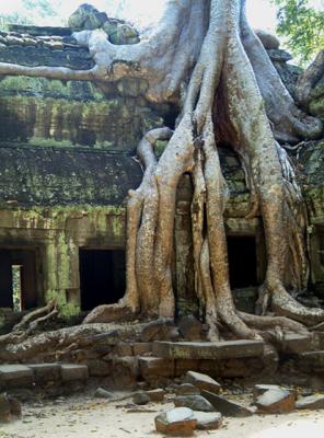 Cambodia-Angkor-Ta Prohm