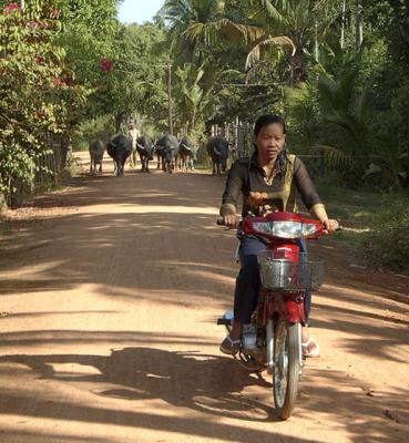 Cambodia-Siem Reap-Bike  Buffalo