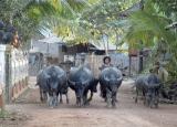 Cambodia-Siem Reap - Street Scene - Water Buffalo