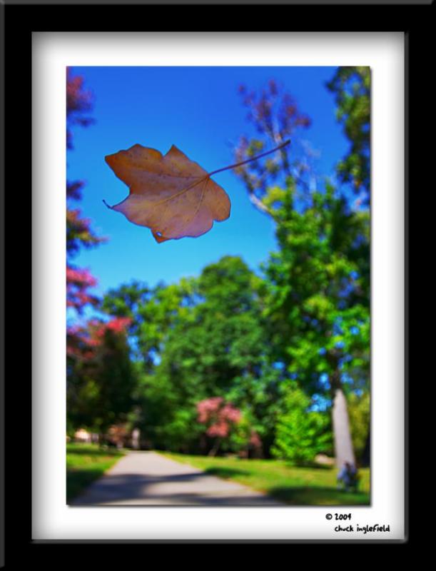 Fall Framed