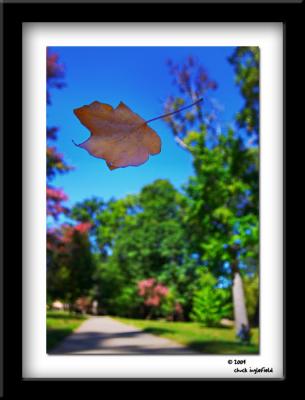 Fall Framed