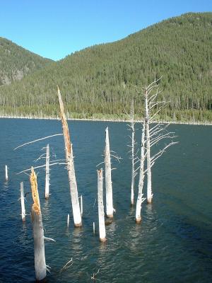 Earthquake Lake:Gallatin National Forest