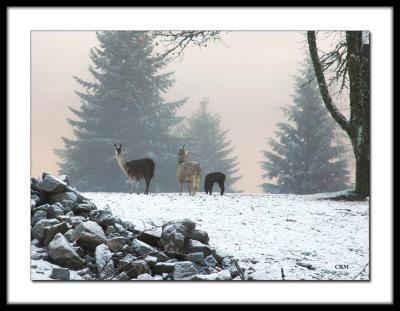 Llamas in the mist (v2)