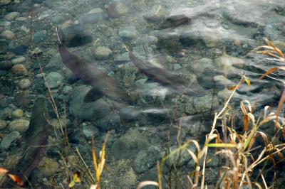 Spawning salmon in Lower Stave