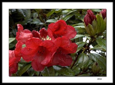Rain drenched rhododendrons