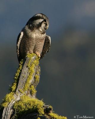 Northern Hawk Owl