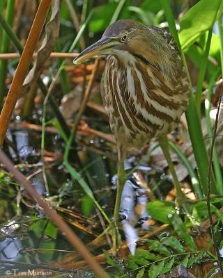 American Bittern