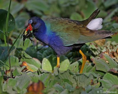 Purple Gallinule