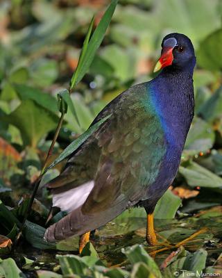 Purple Gallinule