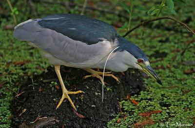 Black-crowned Night-Heron