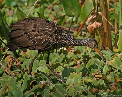 Limpkin