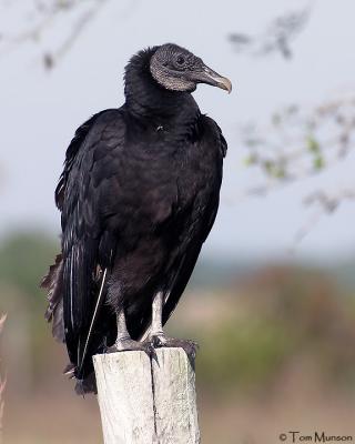 Black Vulture