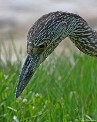 Black-crowned Night-Heron  (Juv)