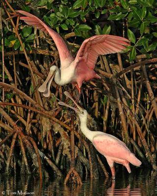 Roseate Spoonbill