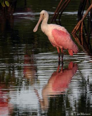 Roseate Spoonbill