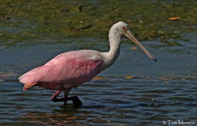 Roseate Spoonbill