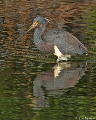 Tricolored Heron