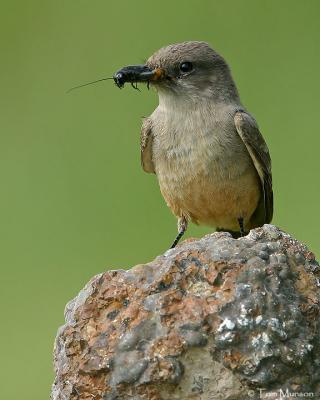 Say's Phoebe