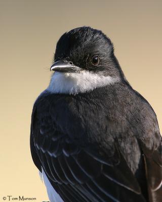 Eastern Kingbird