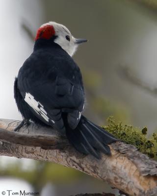 White-headed Woodpecker