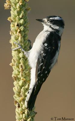 Downy Woodpecker