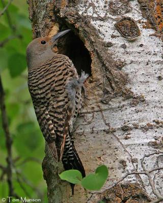 Red-shafted Flicker